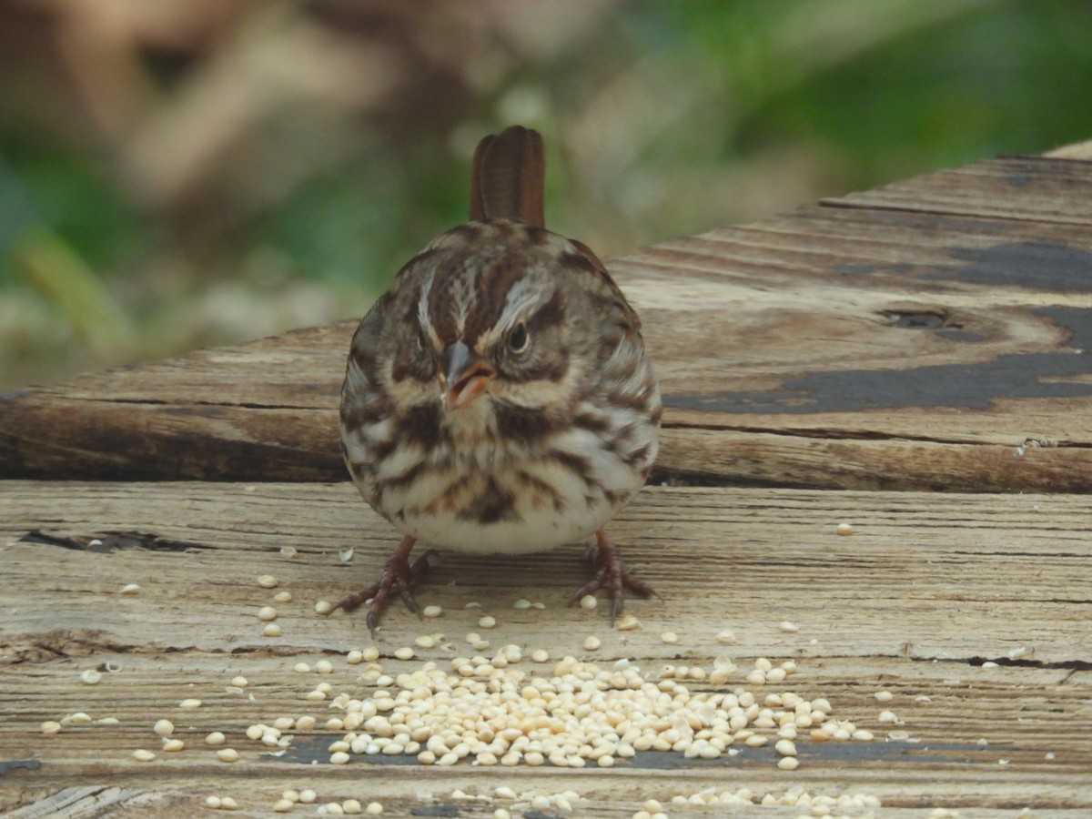 Song Sparrow - ML645970779