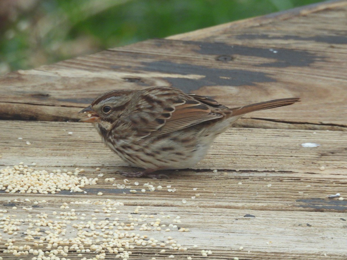 Song Sparrow - ML645970780