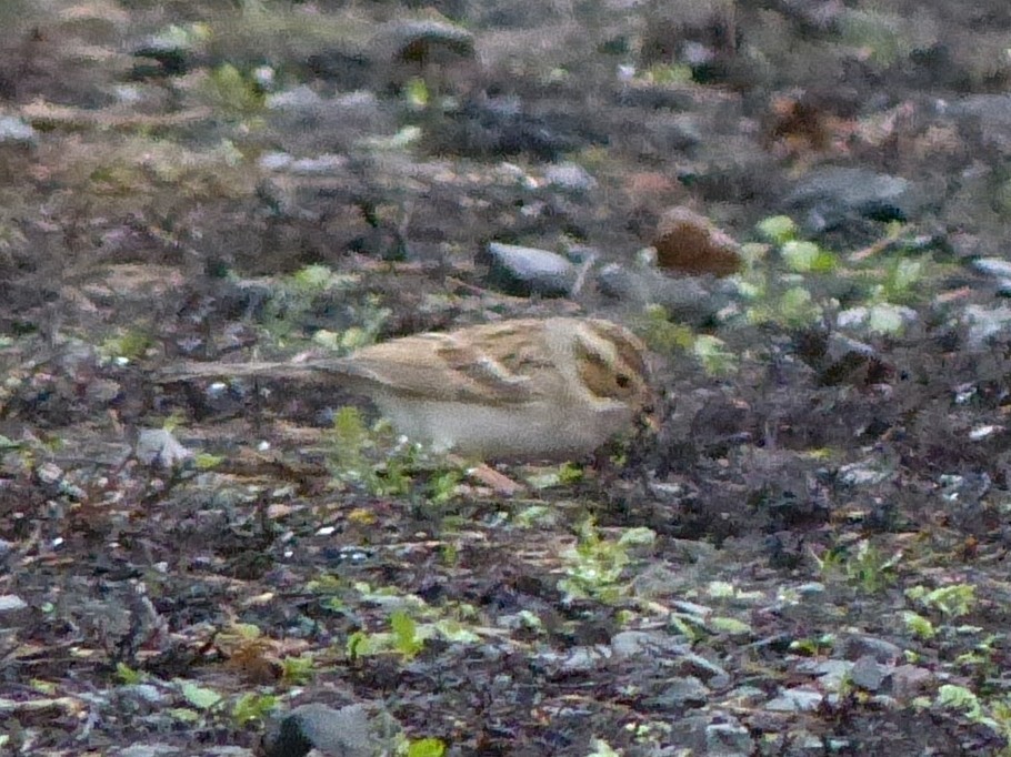 Clay-colored Sparrow - ML645970782