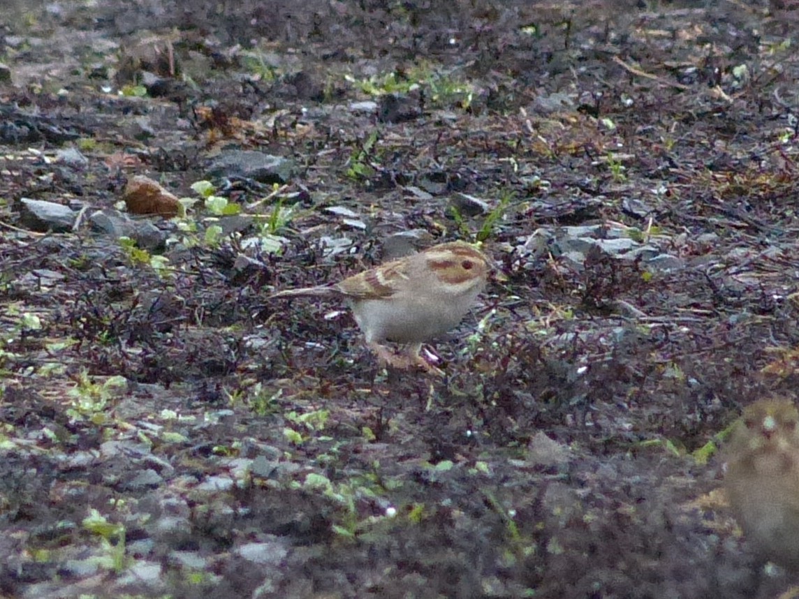 Clay-colored Sparrow - ML645970783
