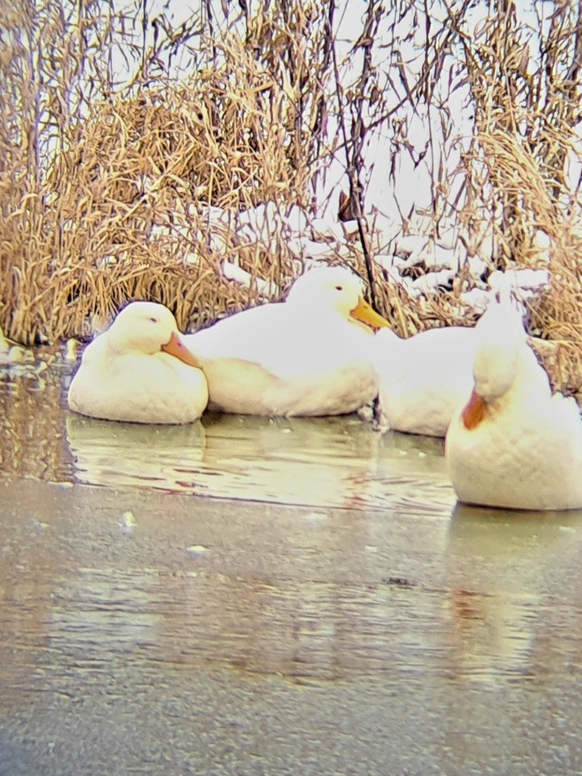 Domestic goose sp. (Domestic type) - ML645970784