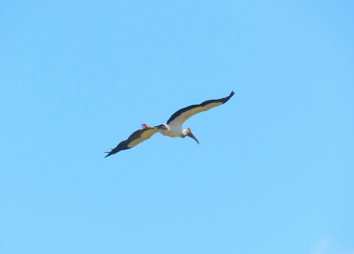 Wood Stork - ML645970785
