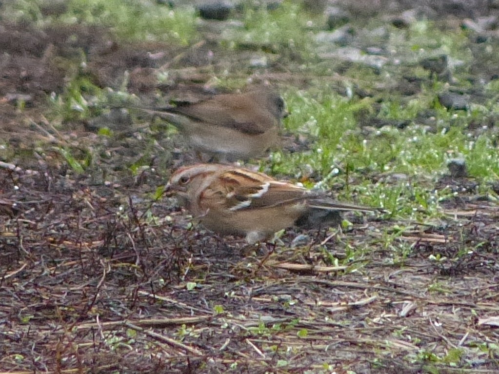 American Tree Sparrow - ML645970786