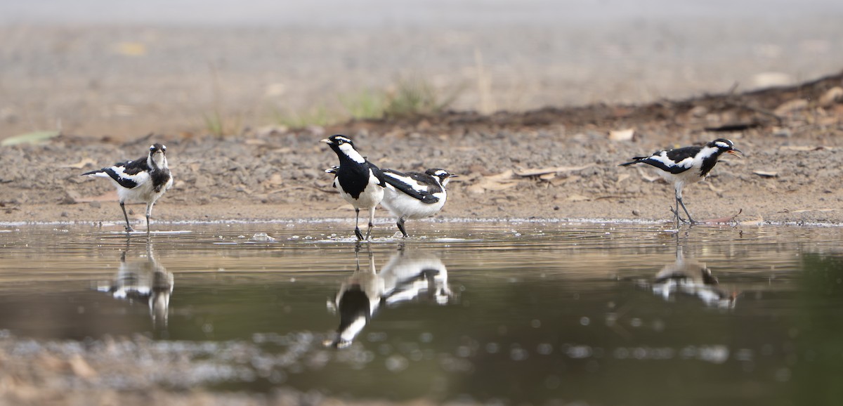 Magpie-lark - ML645970790