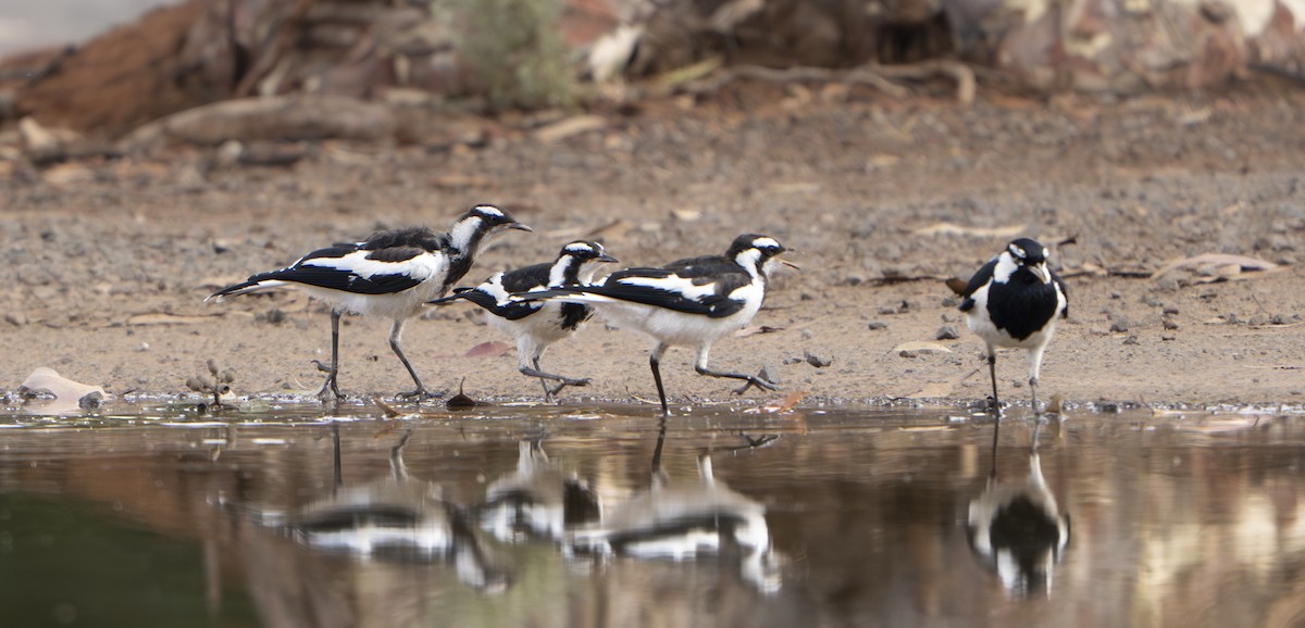 Magpie-lark - ML645970791