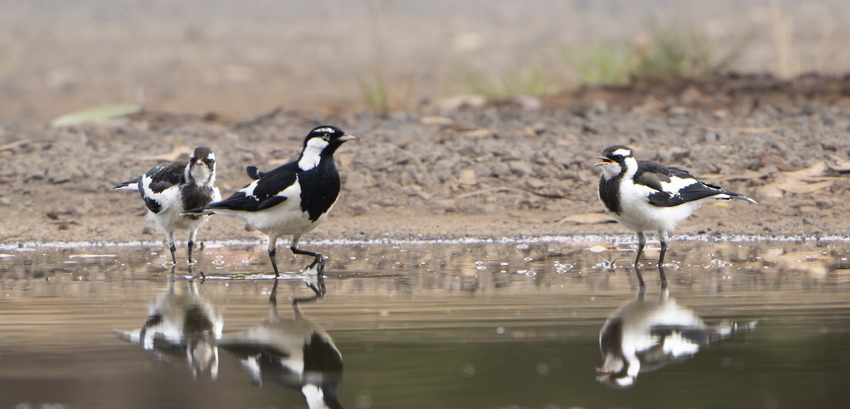 Magpie-lark - ML645970792