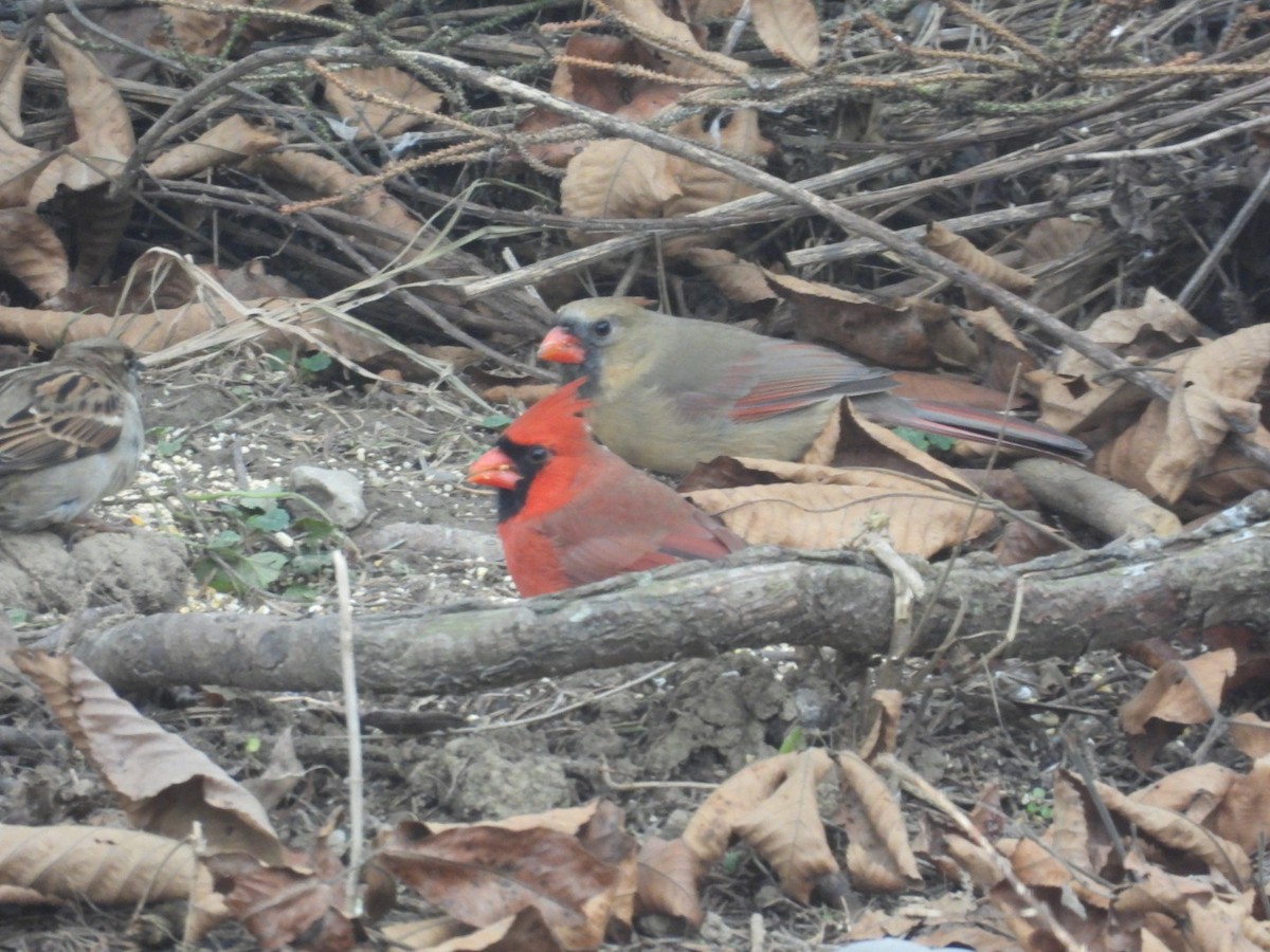 Northern Cardinal - ML645970793