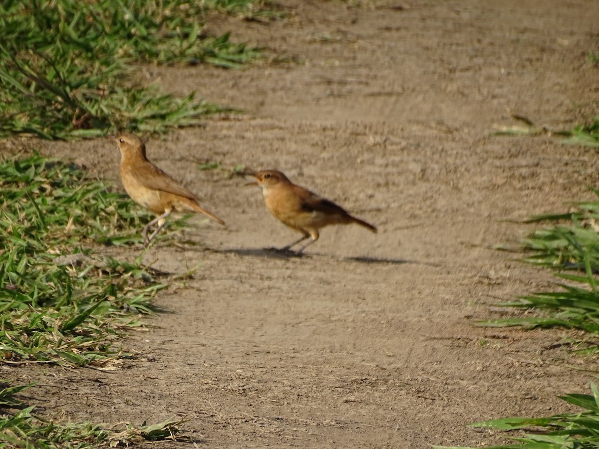 Rufous Hornero - ML645970794