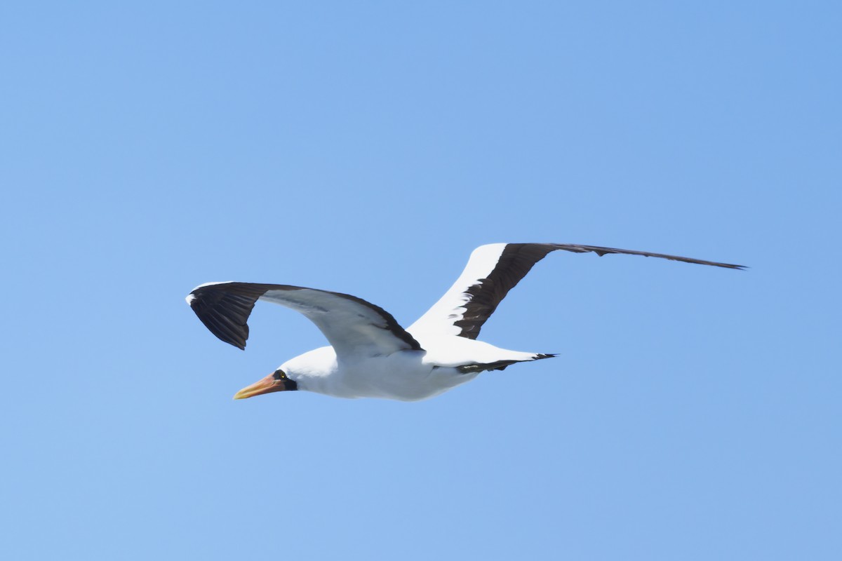 Nazca Booby - ML645970796