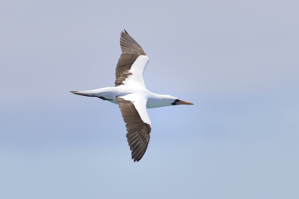 Nazca Booby - ML645970797
