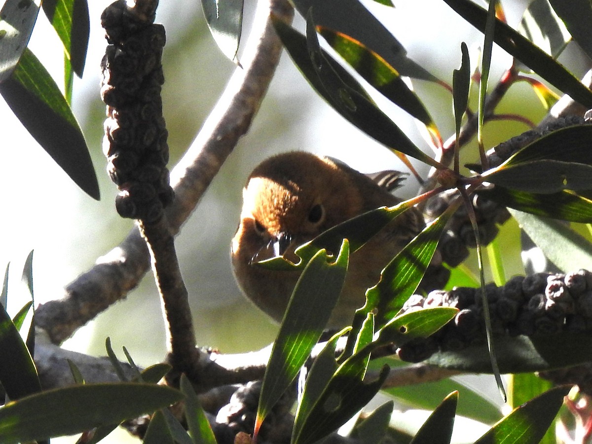 Oahu Elepaio - ML645970798