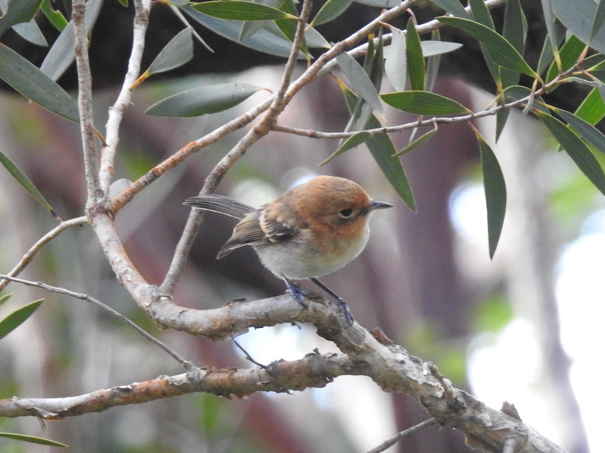 Oahu Elepaio - ML645970799