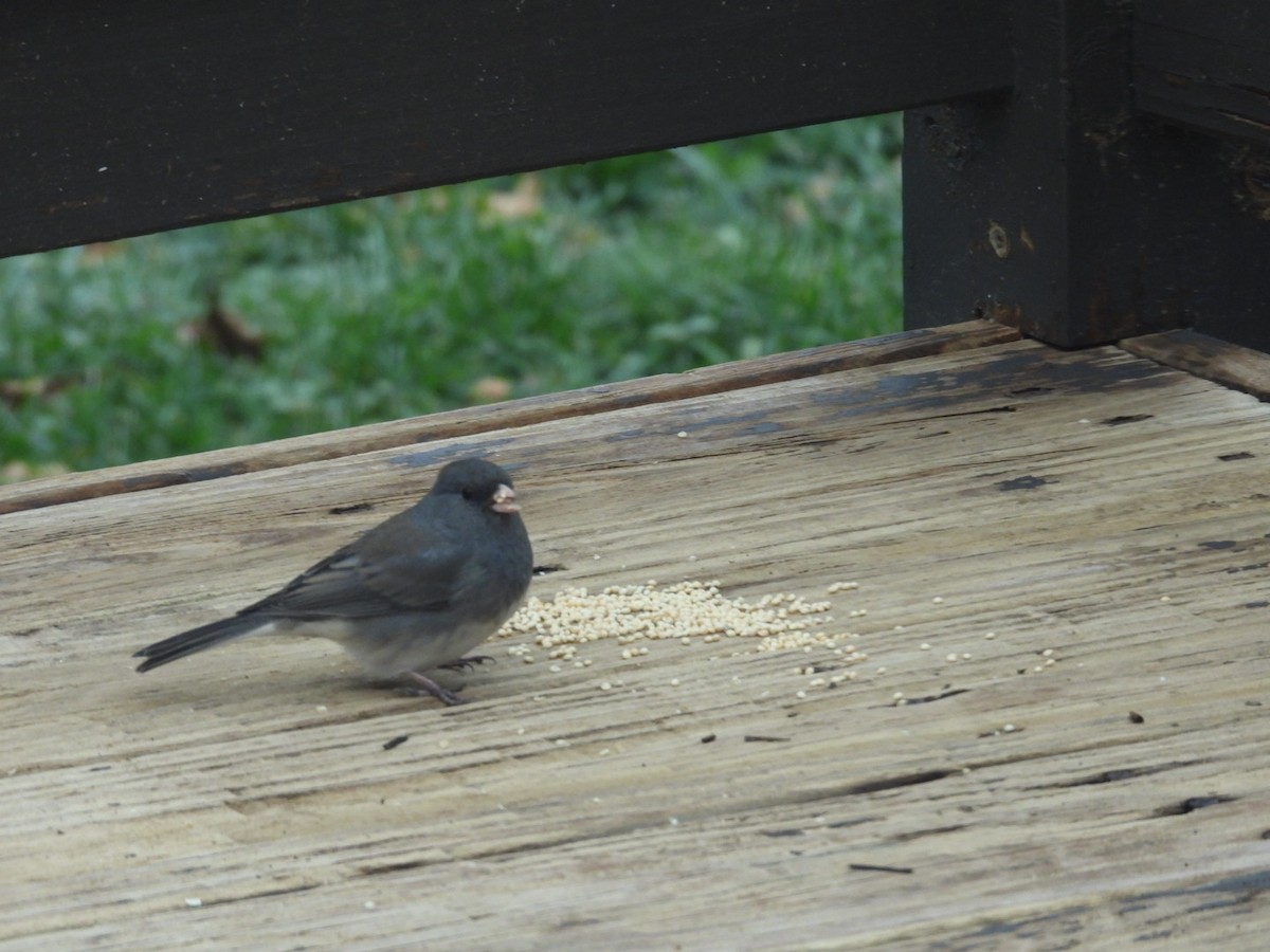 Dark-eyed Junco - ML645970802