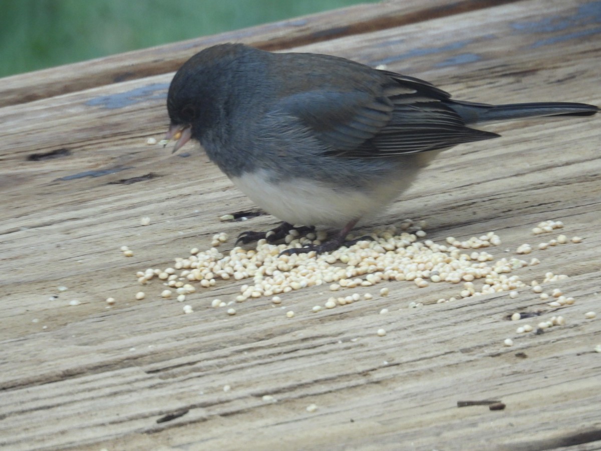 Dark-eyed Junco - ML645970803