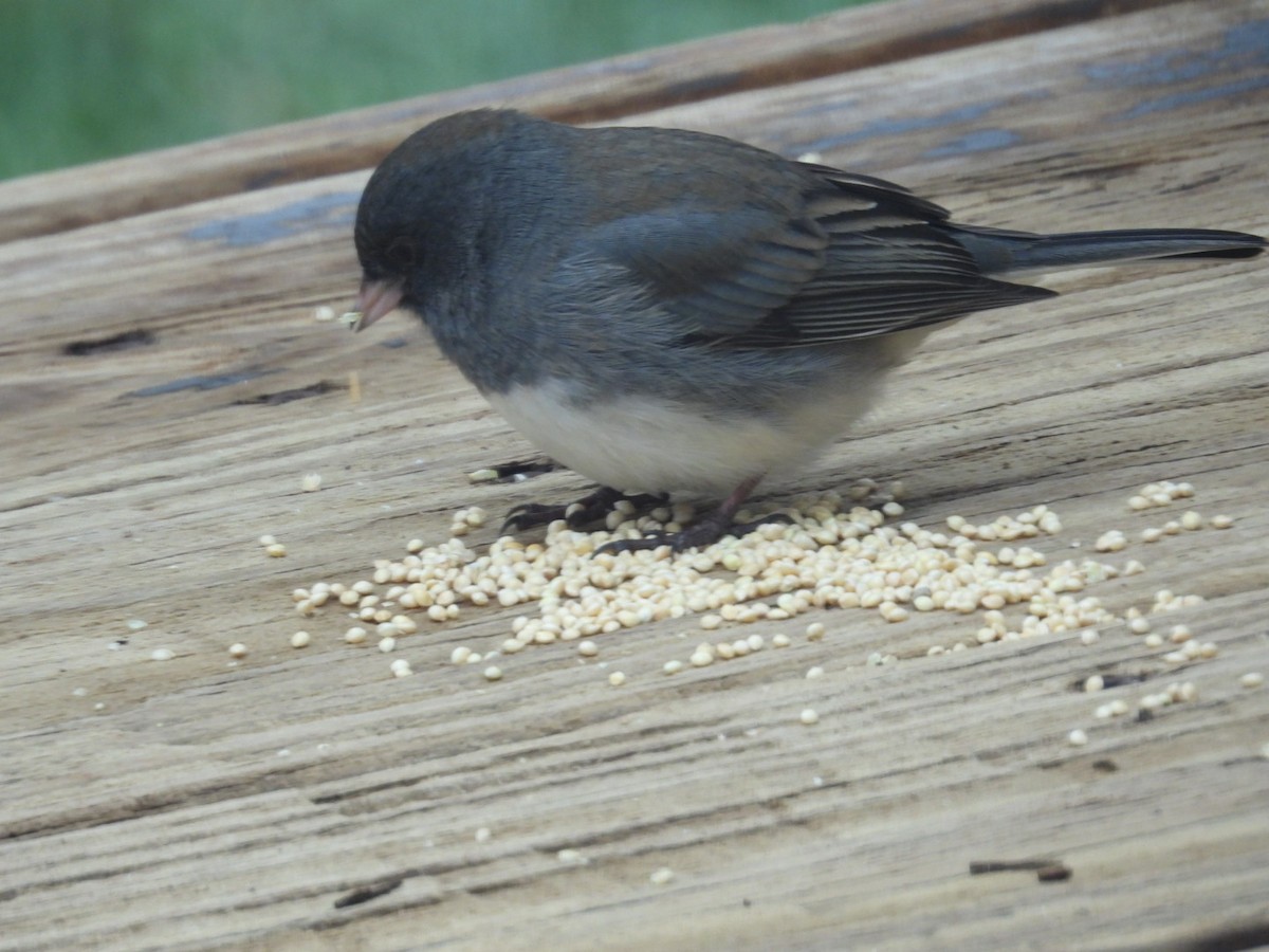 Dark-eyed Junco - ML645970804