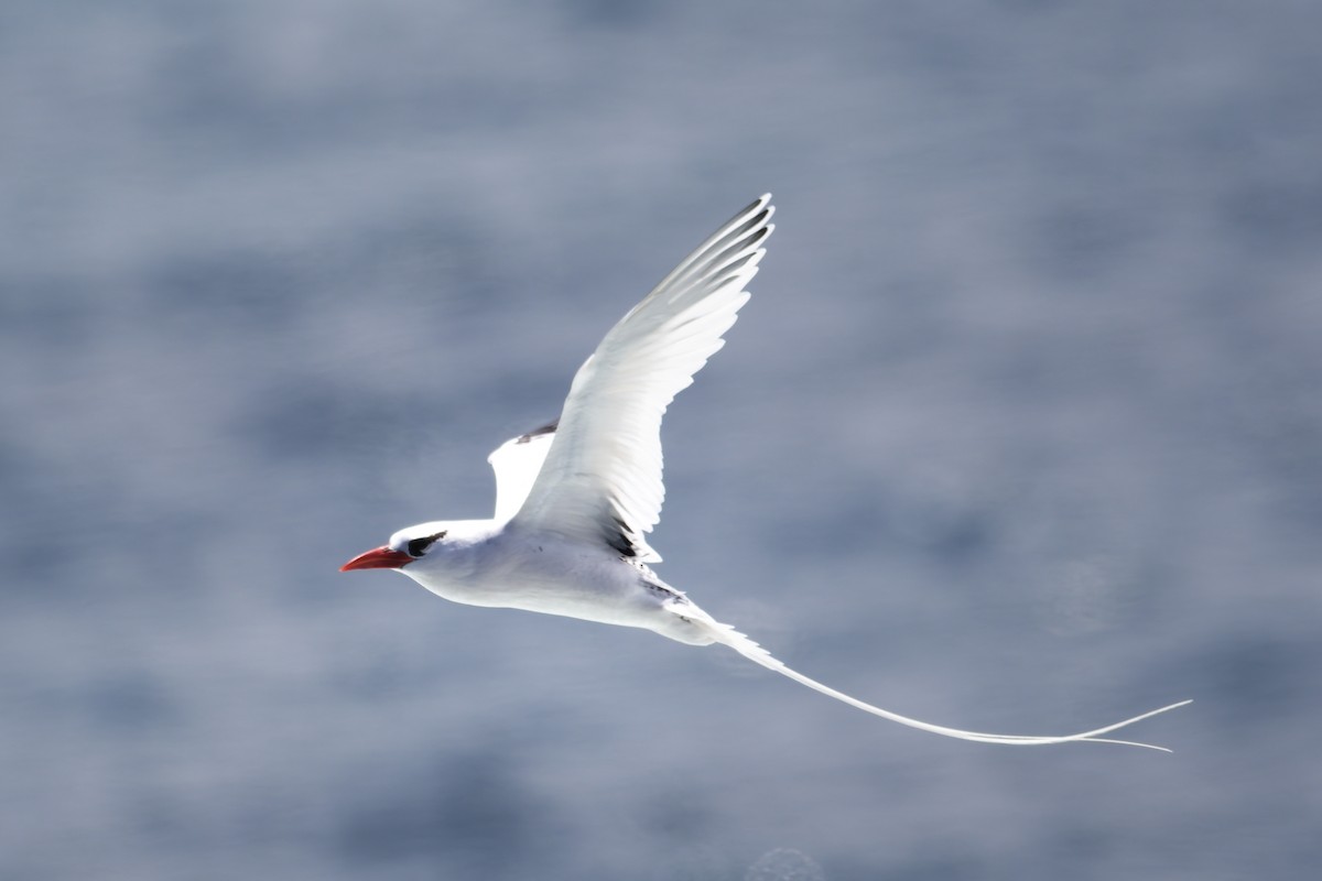 Red-billed Tropicbird - ML645970807