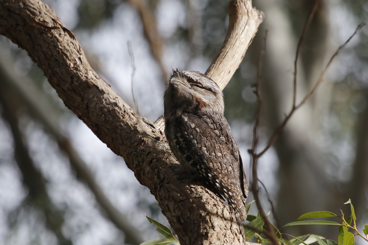 Tawny Frogmouth - ML645970808