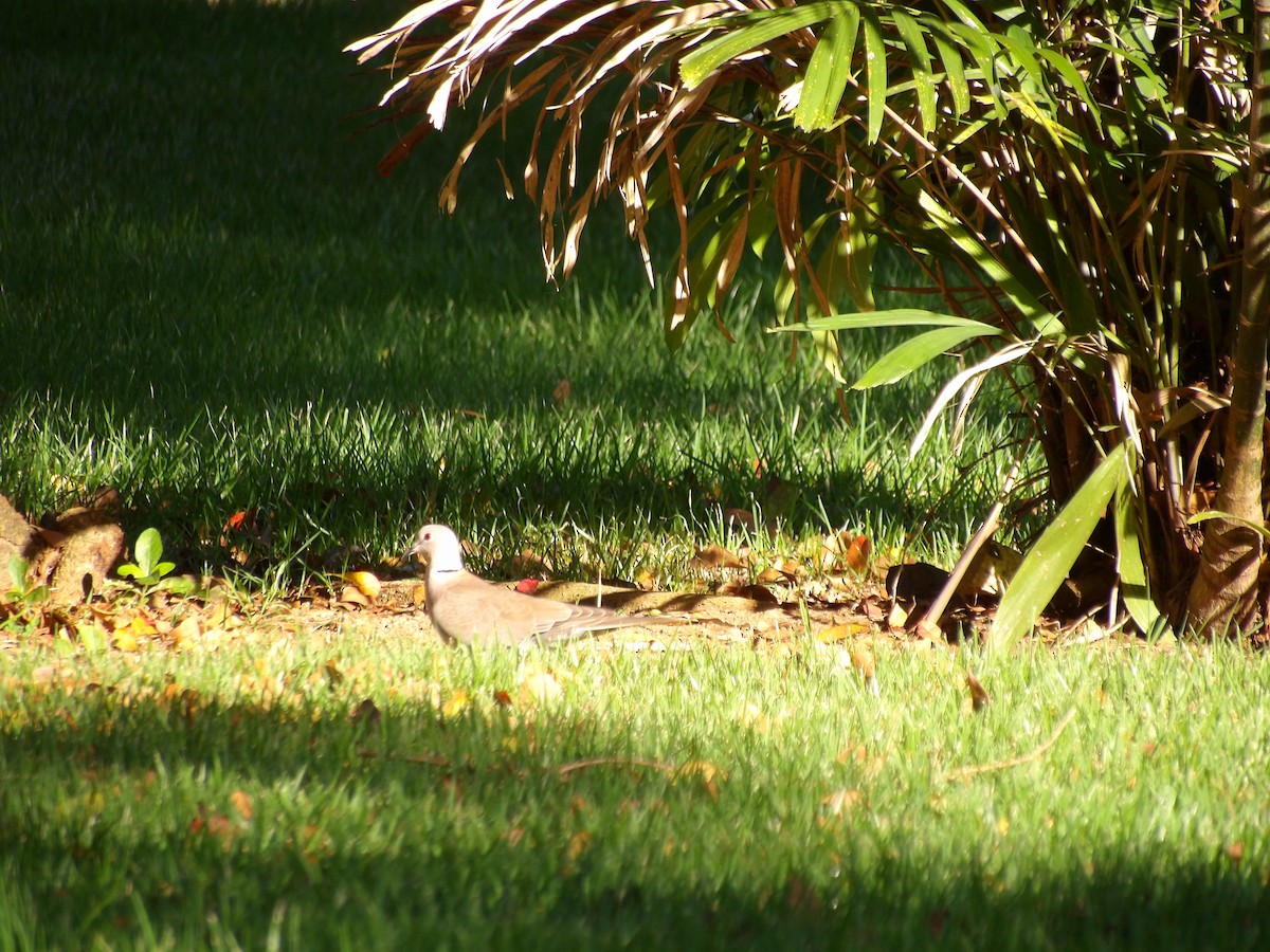 Eurasian Collared-Dove - ML645970809