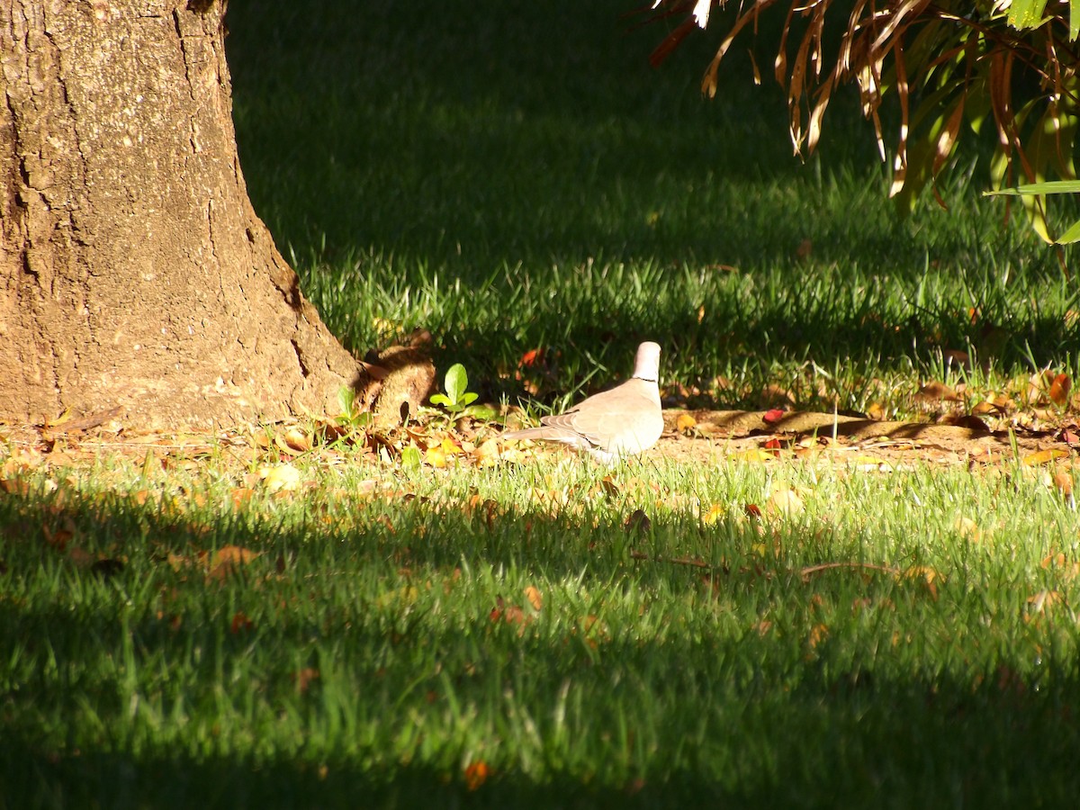 Eurasian Collared-Dove - ML645970810