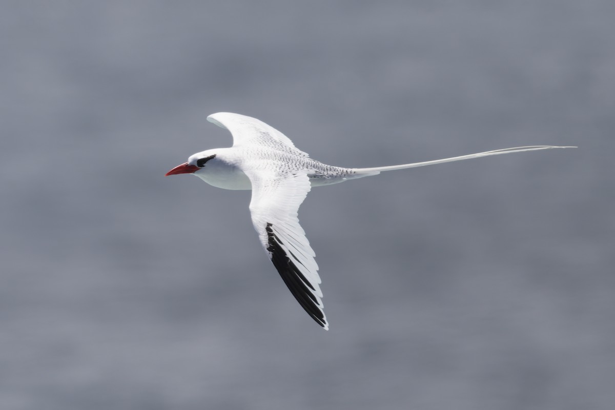 Red-billed Tropicbird - ML645970811