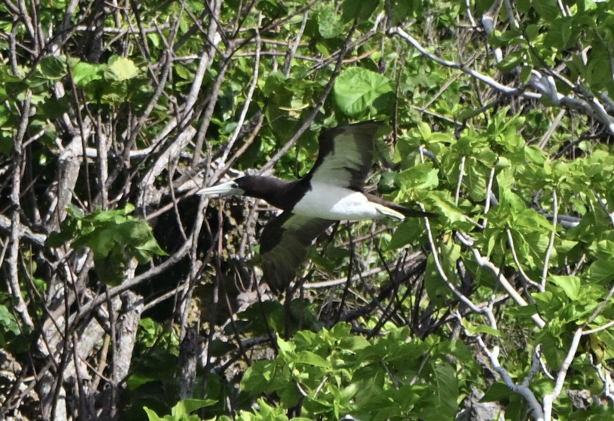 Brown Booby - ML645970812