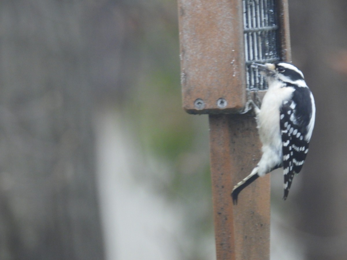 Downy Woodpecker - ML645970814
