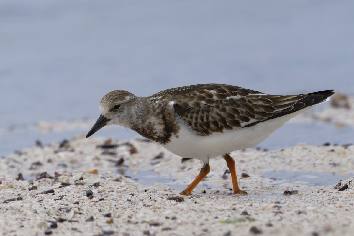Ruddy Turnstone - ML645970815