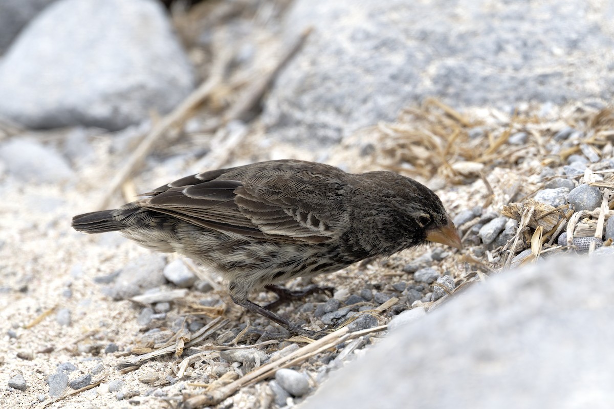 Small Ground-Finch - ML645970816