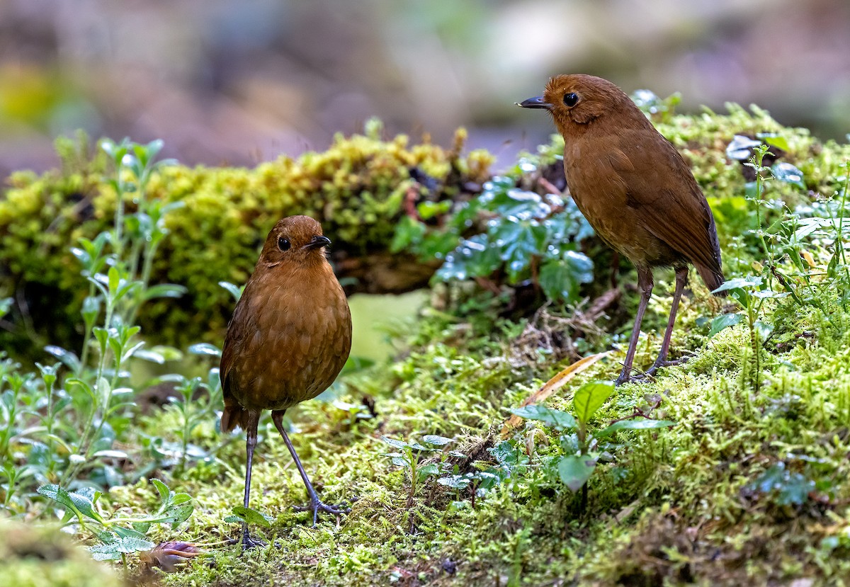 Equatorial Antpitta - ML645970817