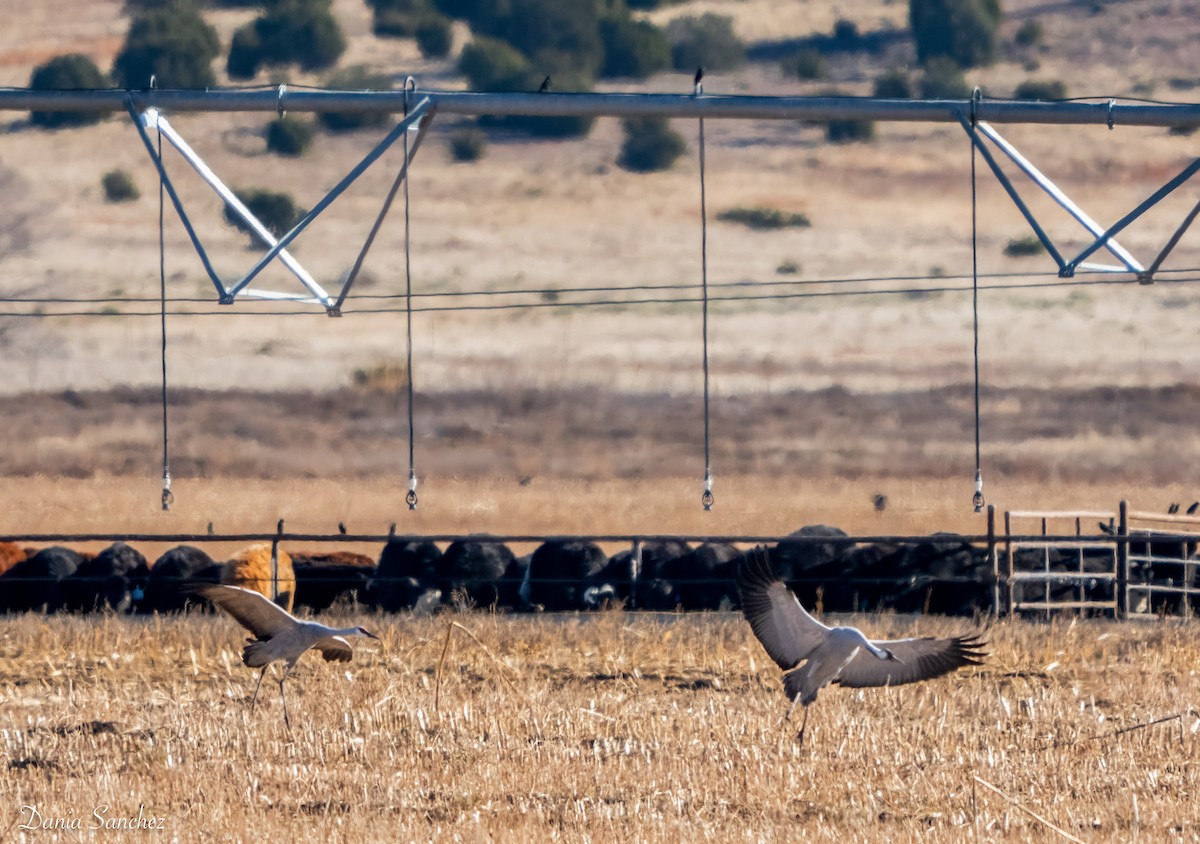 Common Crane - ML645970819