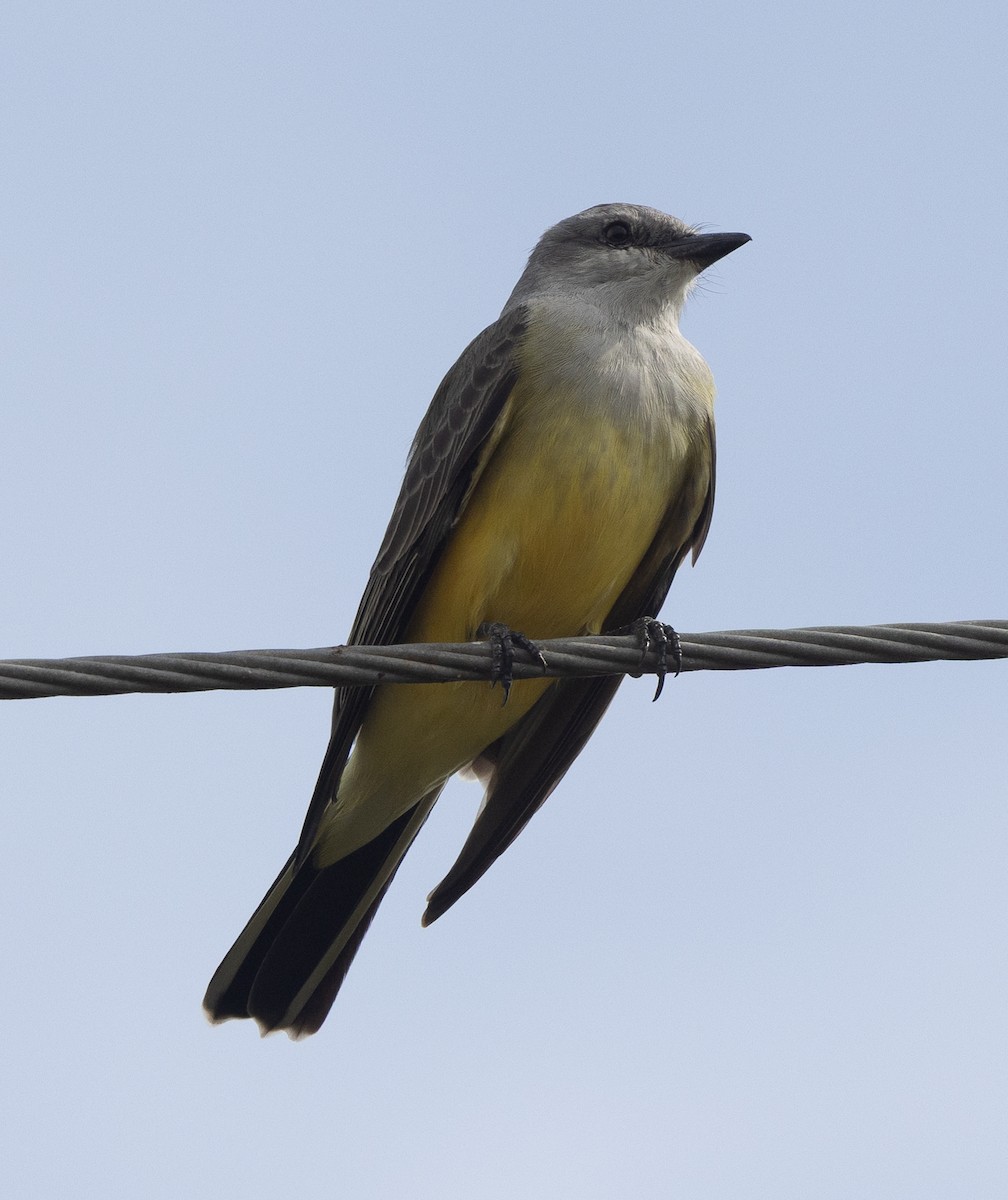 Western Kingbird - ML645970820
