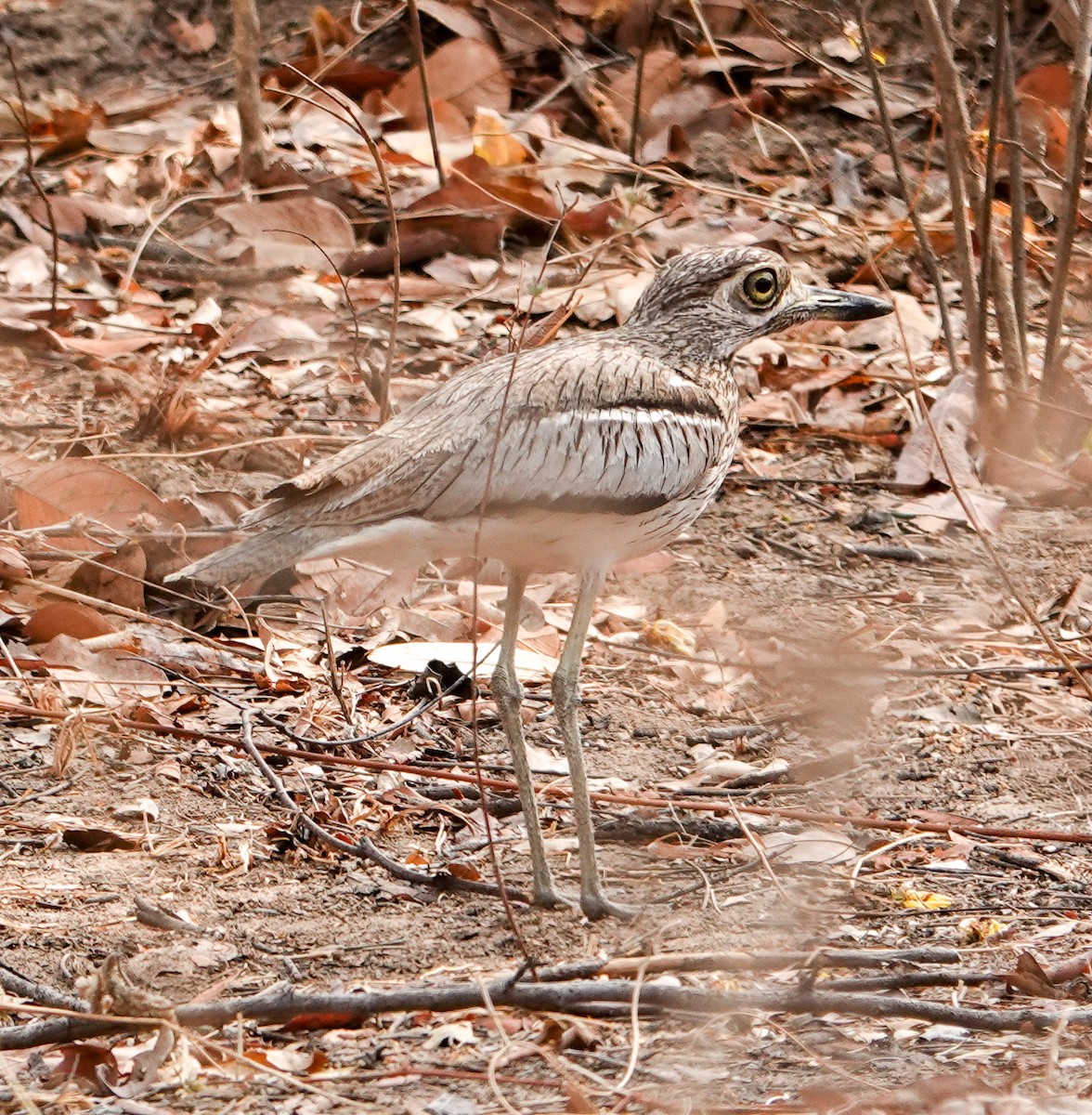 Water Thick-knee - ML645970827