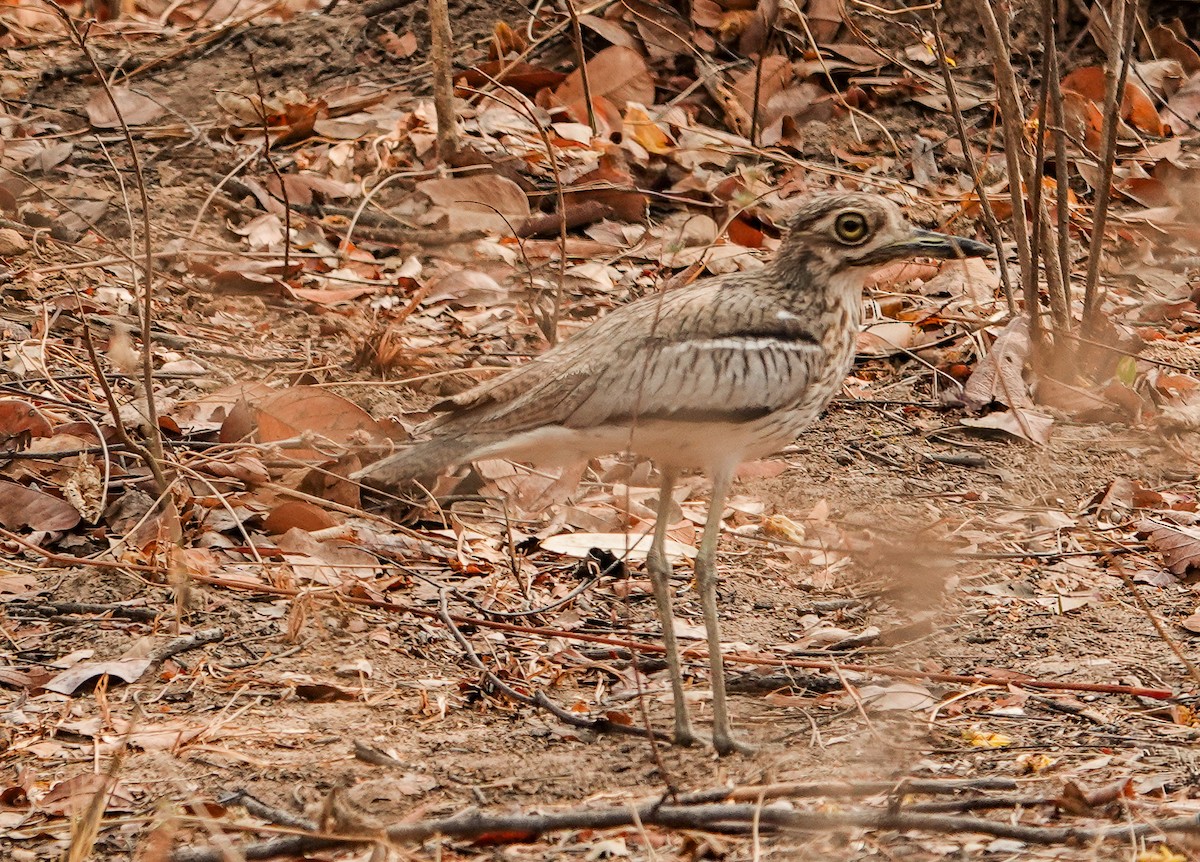 Water Thick-knee - ML645970828
