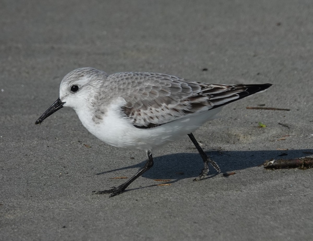 Txirri zuria - ML645970833