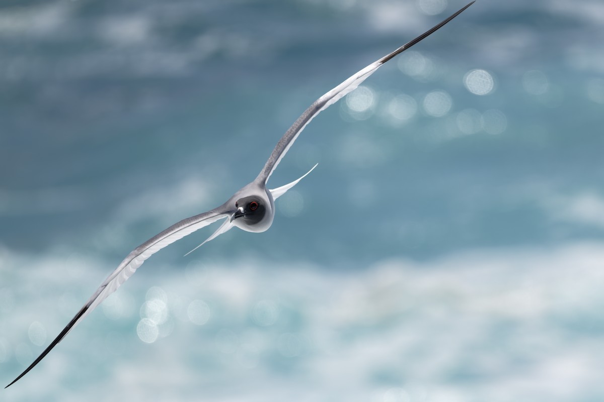 Swallow-tailed Gull - ML645970834