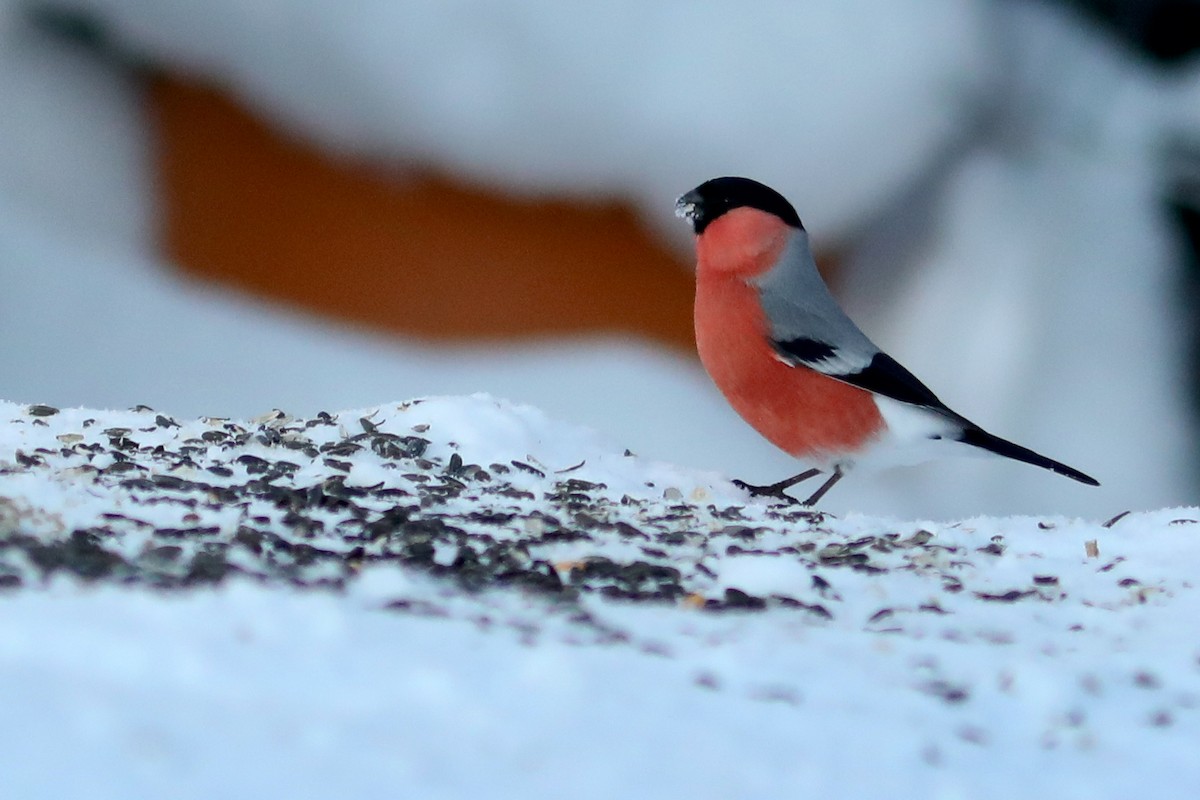 ウソ - ML645970835