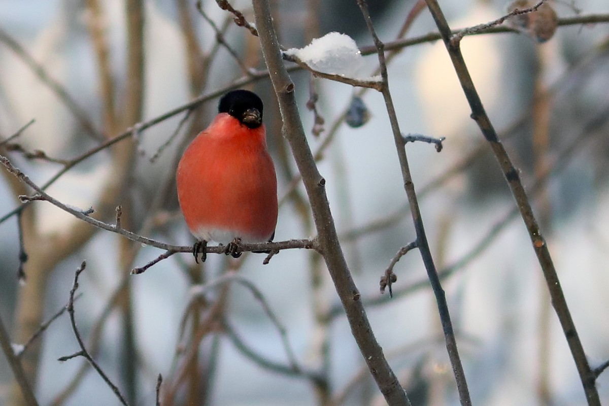 ウソ - ML645970836