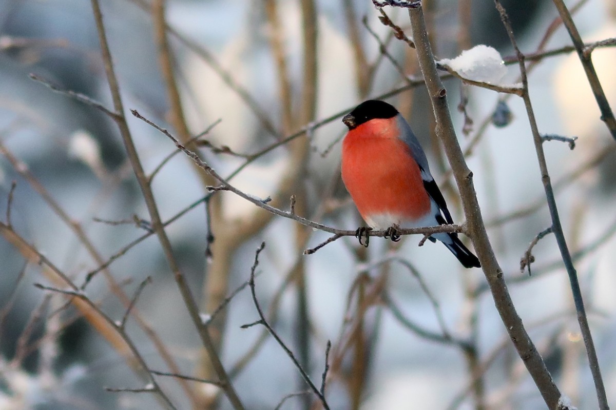 ウソ - ML645970841