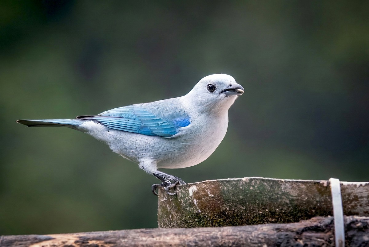 Blue-gray Tanager - ML645970845