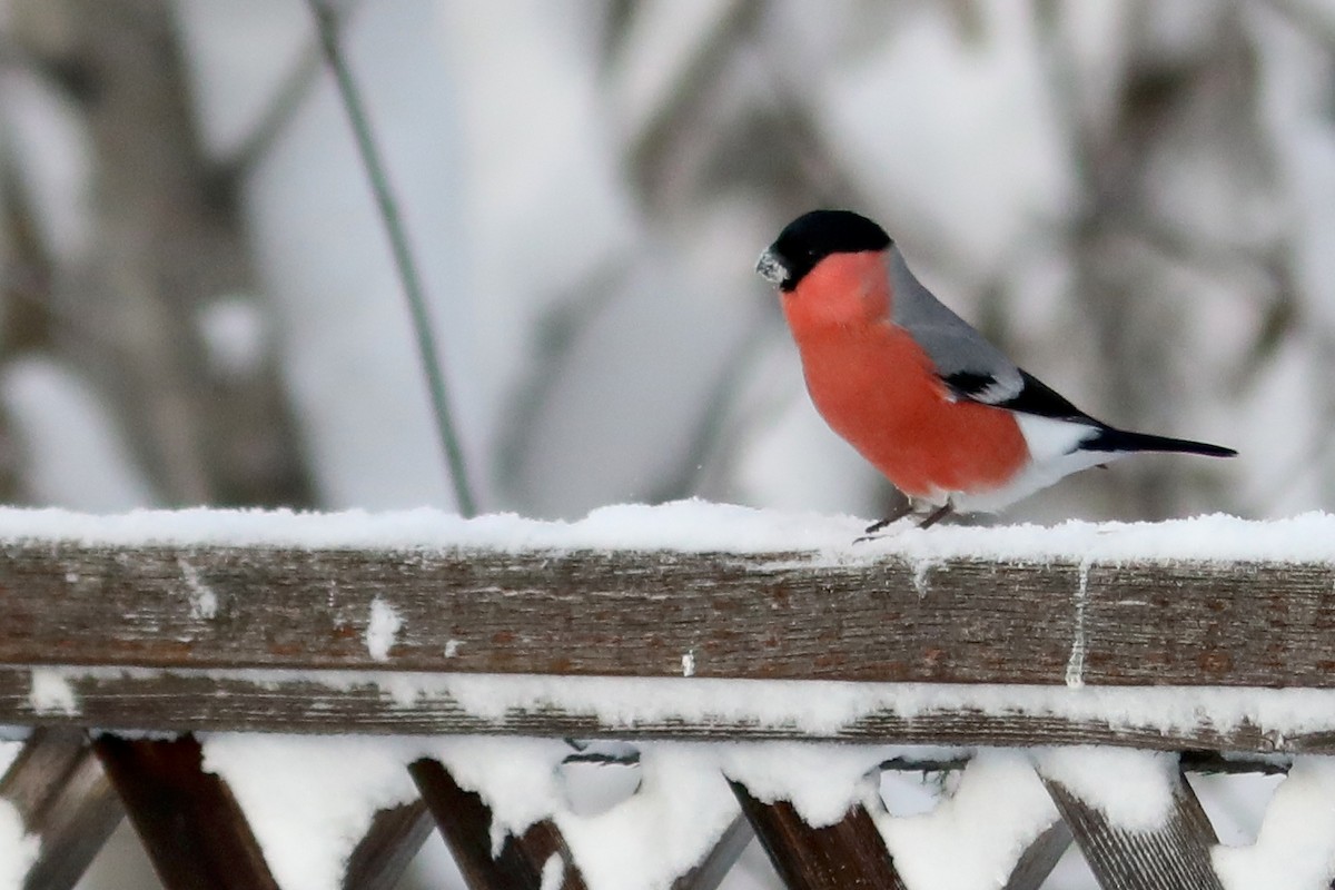 ウソ - ML645970846