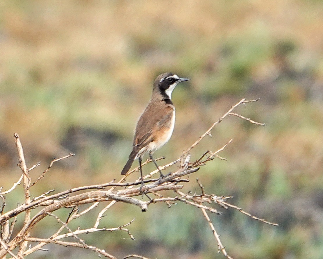 Capped Wheatear - ML645970851