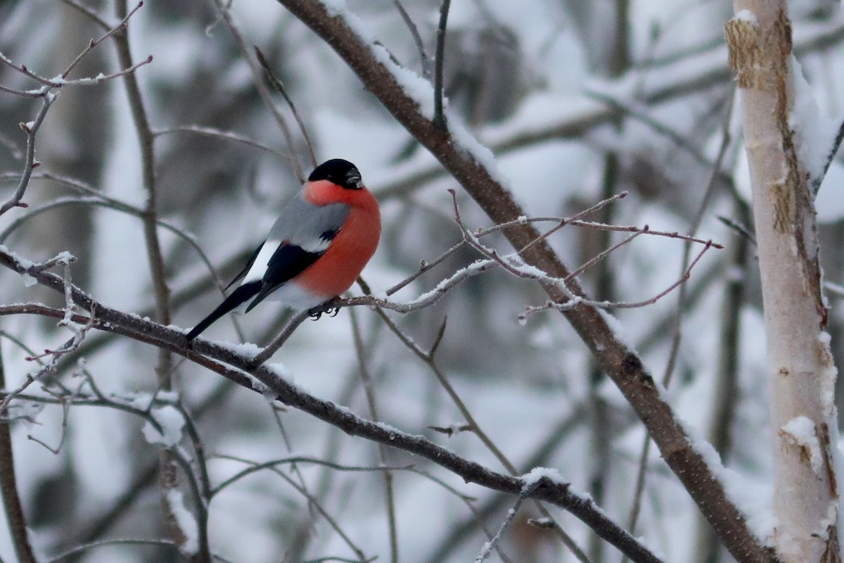 ウソ - ML645970855