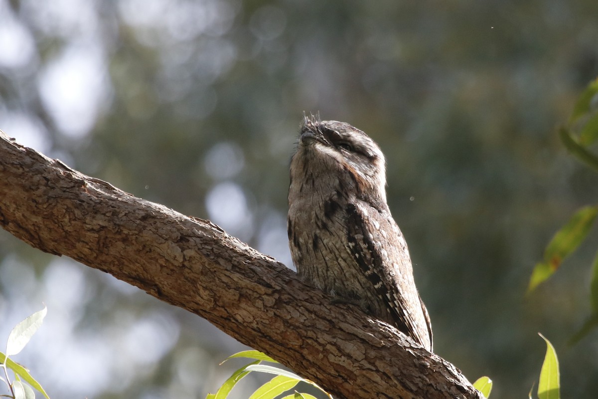 Tawny Frogmouth - ML645970856