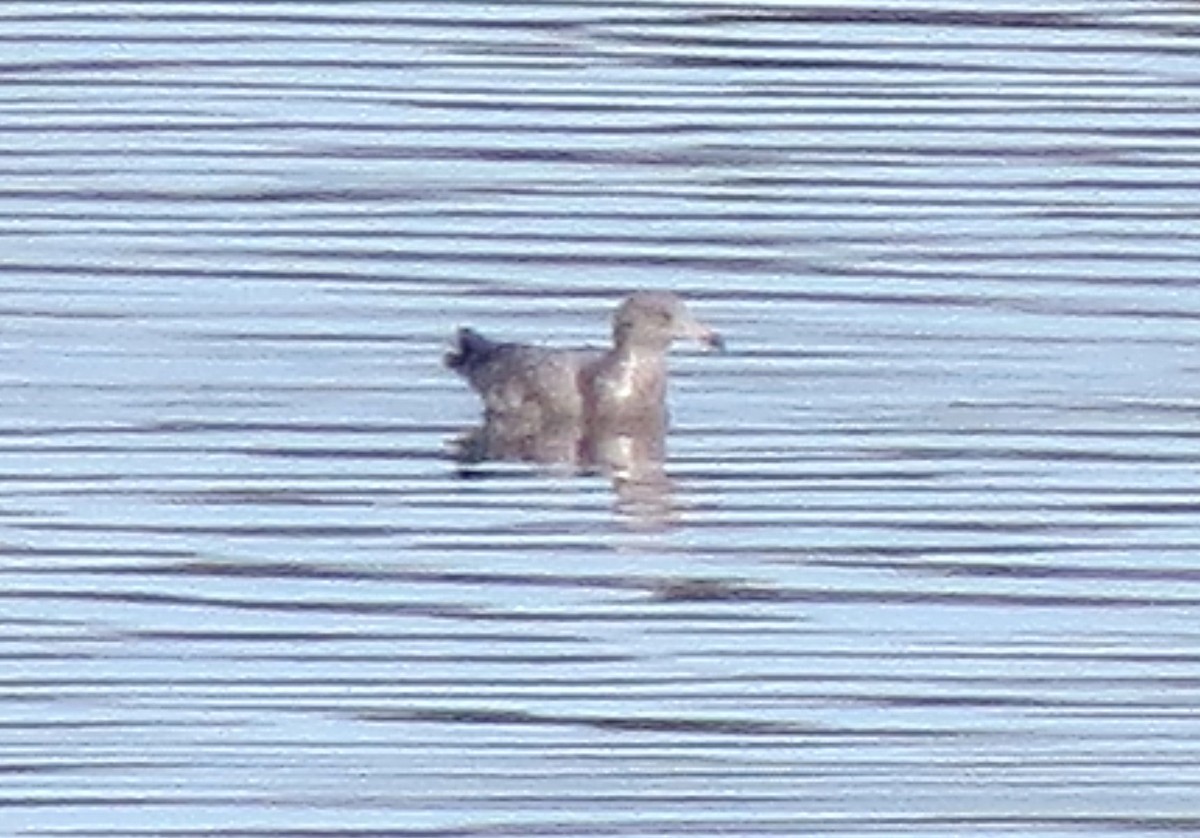 American Herring Gull - ML645970857