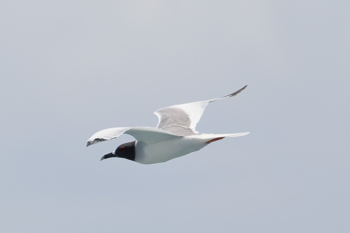 Swallow-tailed Gull - ML645970858