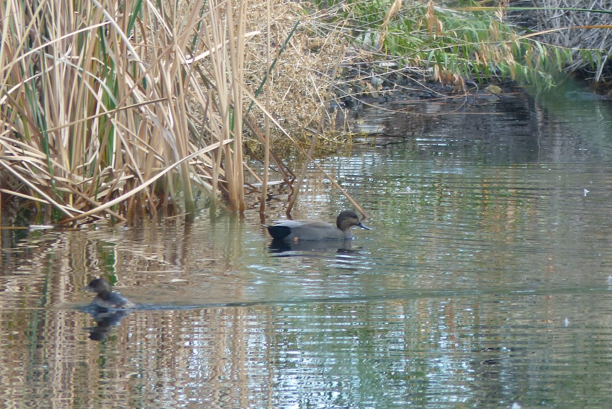 赤膀鴨 - ML645970859