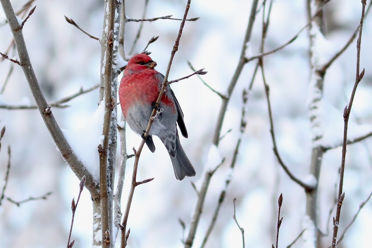 Pinu-gailupa - ML645970860