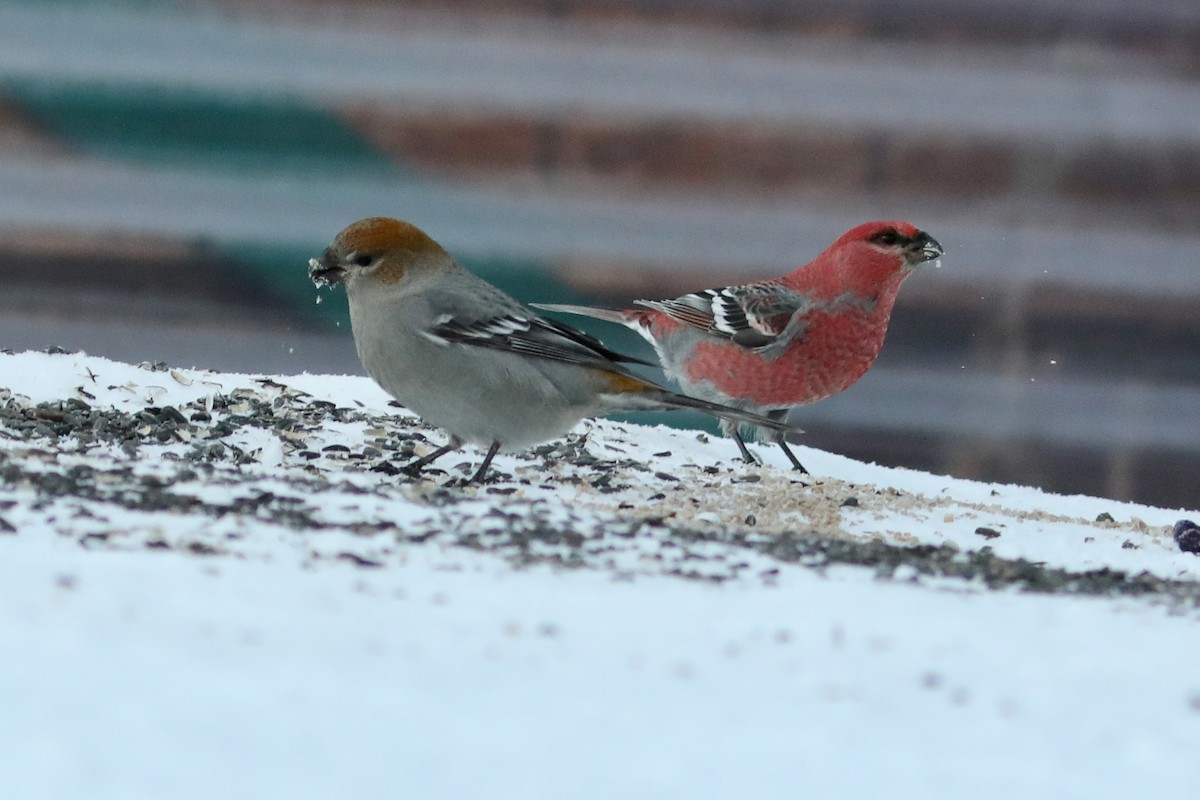 Pinu-gailupa - ML645970862