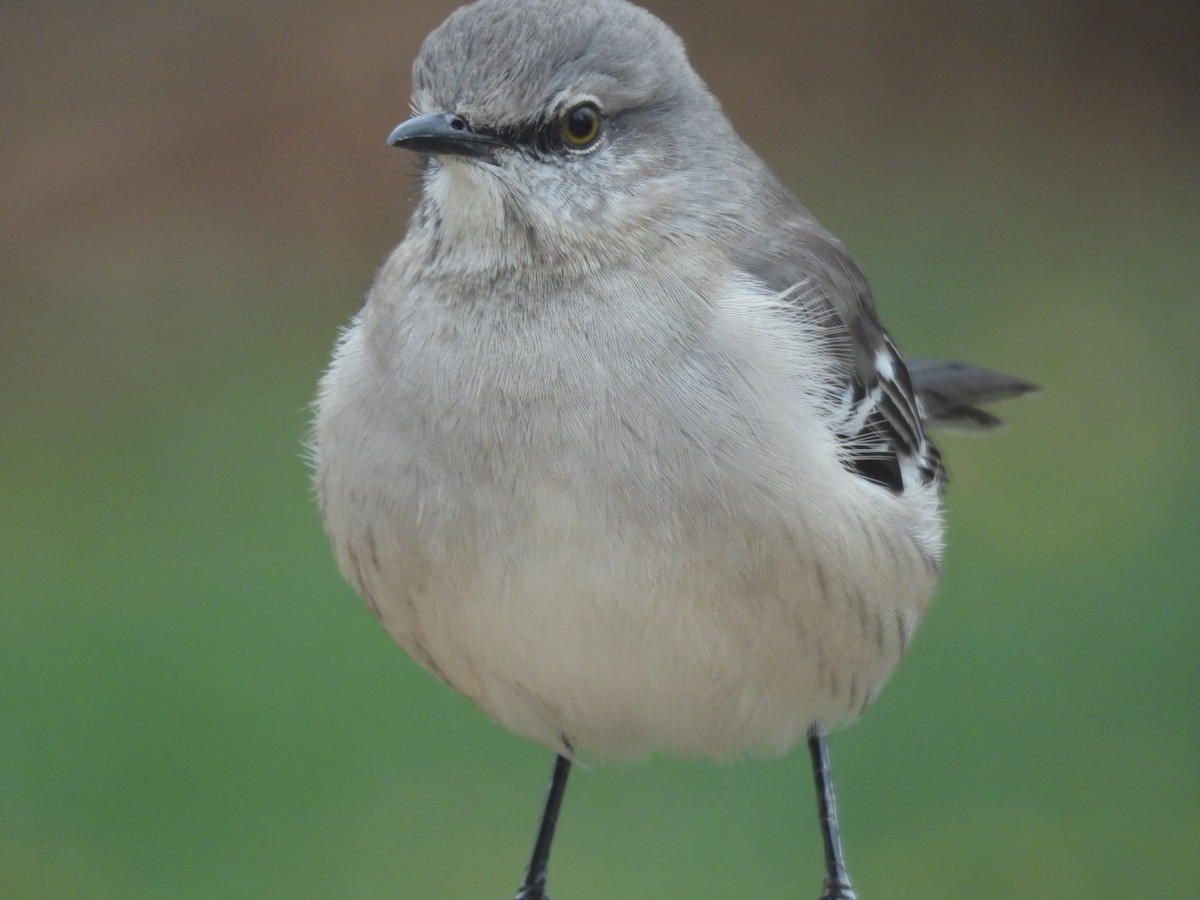 Northern Mockingbird - ML645970863