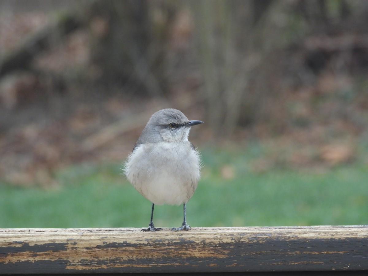 Northern Mockingbird - ML645970864